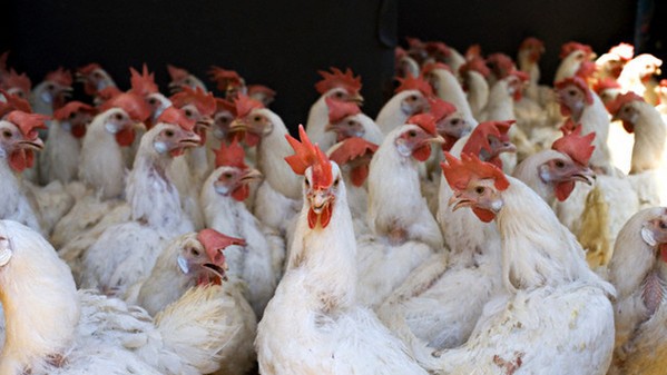USA: maxi richiamo per allerta epidemia da salmonella collegata al pollo farcito congelato