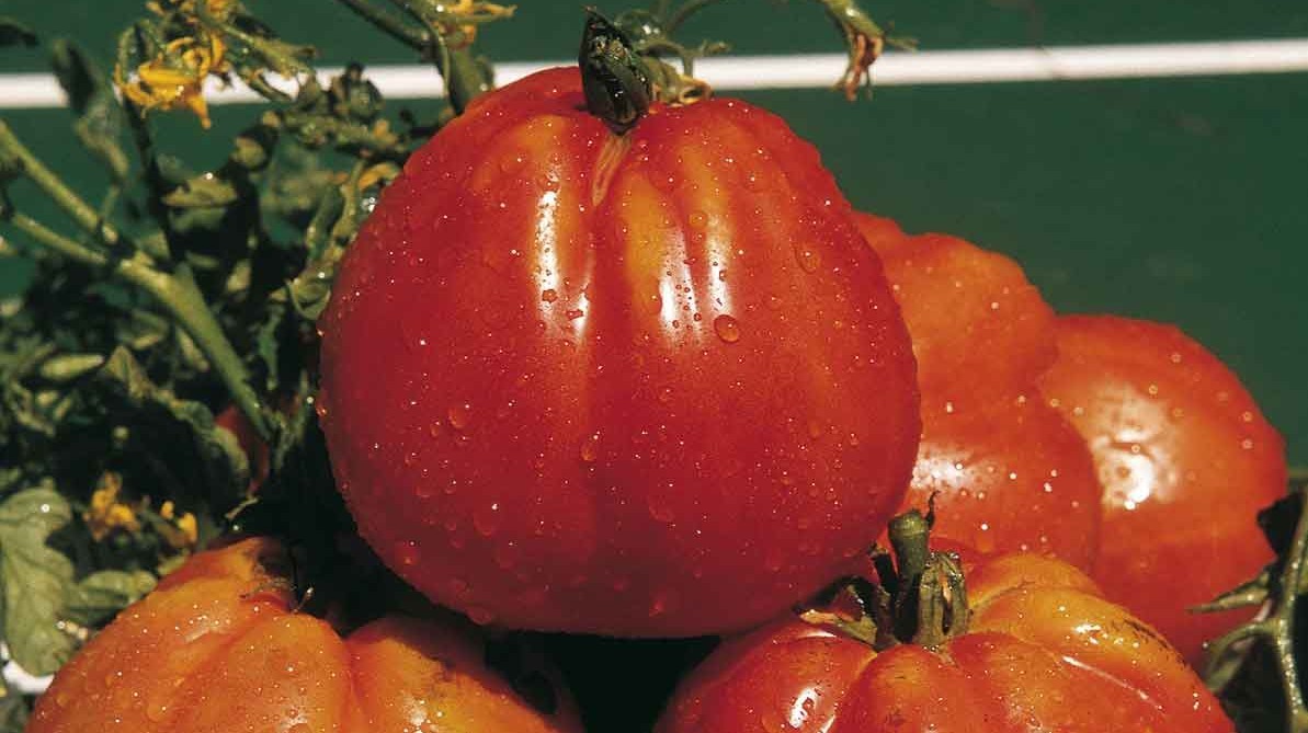 Pomodoro da industria: Italia maggior produttore europeo
