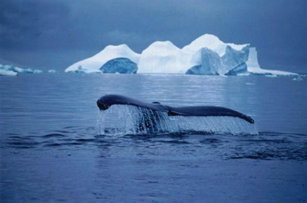 Shinzo Abe annuncia “La caccia alle balene in Giappone riprenderà”