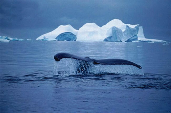 Balene