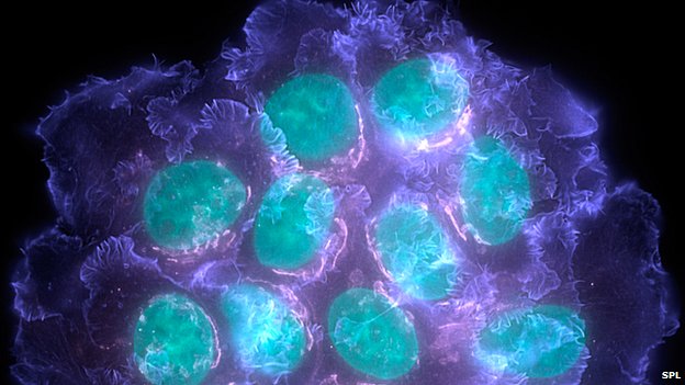 La sfida delle cellule staminali: da una storia di successi a nuovi traguardi