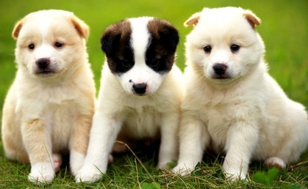 Gelosia canina, studio conferma: i cani sono gelosi dei loro padroni