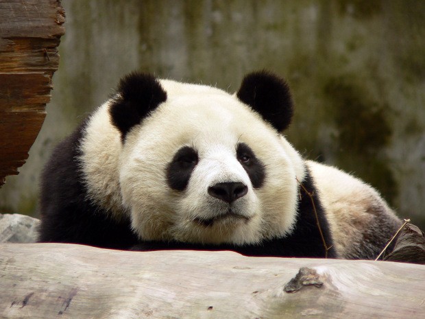Cina. Panda gigante partorisce tre gemelli