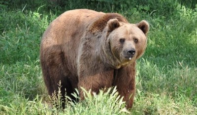 WWF, è emergenza orsi in Italia
