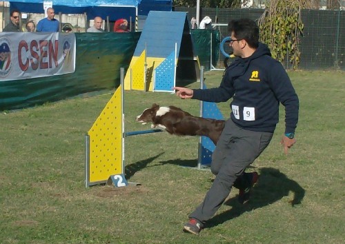 A Mariglianella le gare del Campionato Nazionale di Agility Dog e Obedience