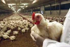 Influenza aviaria. Hong Kong scopre che aviaria arriva da polli cinesi