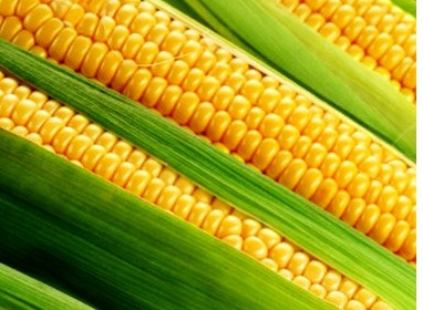 Ministero della Salute, OGM: confermato con decreto divieto di coltivazione mais MON810